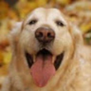 Meet your Posher, Claudia